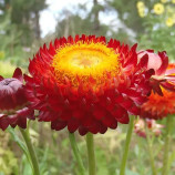 Свизл Гигант скарлет семена бессмертника (W.Legutko)