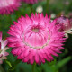 Свизл Гигант ярко-розовый семена бессмертника (W.Legutko)