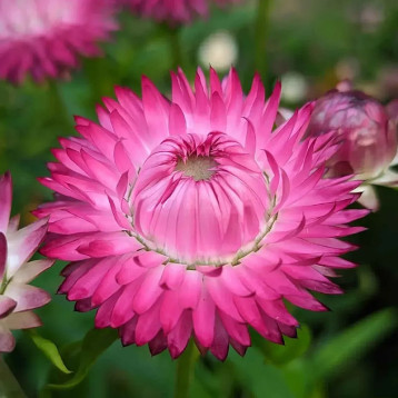 Свизл Гигант ярко-розовый семена бессмертника (W.Legutko)