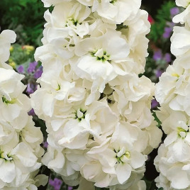 Нобель white насіння маттіоли (левкоя) 80-90 см (Takii Seeds)