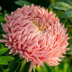 Хризантелла Живий Корал насіння айстри хризантемоподібної на зріз 60-80 см (Satimex)