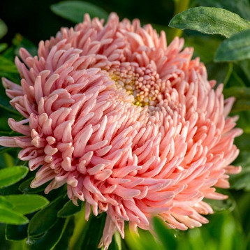 Хризантелла Живий Корал насіння айстри хризантемоподібної на зріз 60-80 см (Satimex)