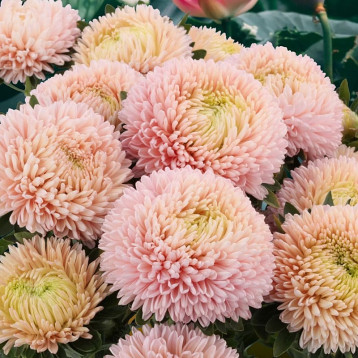 Хризантелла Цветок Лотоса семена астры хризантемовидной на срез 60-80 см (Satimex)