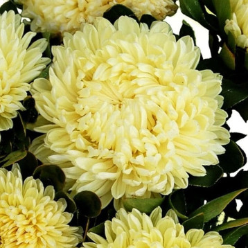 Хризантелла Лимончелло семена астры хризантемовидной на срез 60-80 см (Satimex)