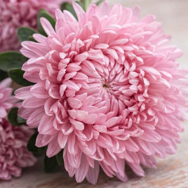 Хризантелла Нежная Любовь семена астры хризантемовидной на срез 60-80 см (Satimex)