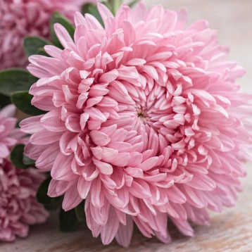 Хризантелла Ніжна Любов насіння айстри хризантемоподібної на зріз 60-80 см (Satimex)