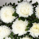 Хризантелла Призрак Оперы семена астры хризантемовидной на срез 60-80 см (Satimex)