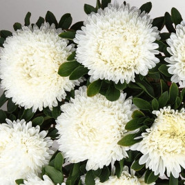 Хризантелла Привид Опери насіння айстри хризантемоподібної на зріз 60-80 см (Satimex)