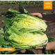 Ольгада семена салата тип Ромэн темно-зел (Nunhems)