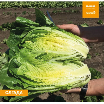 Ольгада насіння салату тип Ромен темно-зелен (Nunhems)