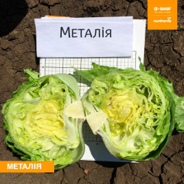 Металія насіння салату тип Айсберг зел (Nunhems)