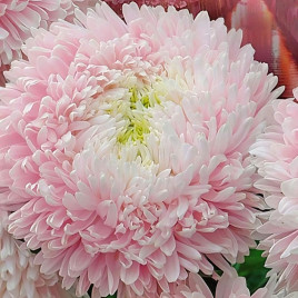 Хризантелла Сакура насіння айстри хризантемоподібної на зріз 60-80 см (Satimex)