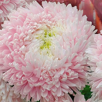 Хризантелла Сакура насіння айстри хризантемоподібної на зріз 60-80 см (Satimex)