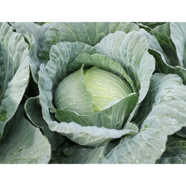 Грін Прайм F1 насіння капусти б/г середньої 95-100 дн. 2,0-2,5 кг окр.-припл. (Takii Seeds)