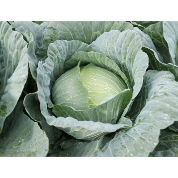 Грін Прайм F1 насіння капусти б/г середньої 95-100 дн. 2,0-2,5 кг окр.-припл. (Takii Seeds)