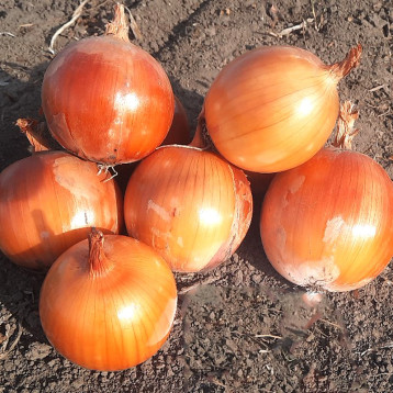 Джоакин F1 семена лука репчатого длинного дня позднего 125 дн. желтого (Nunhems)