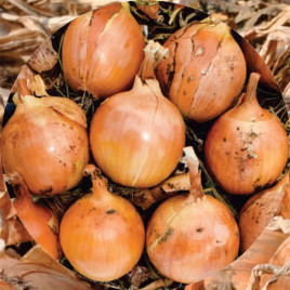 Прелеско F1 семена лука репчатого тип Американский среднераннего 105-110 дн. окр. желтого (Hazera)