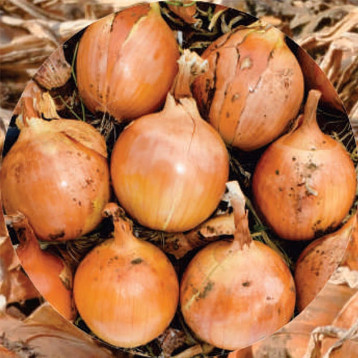 Прелеско F1 семена лука репчатого тип Американский среднераннего 105-110 дн. окр. желтого (Hazera)