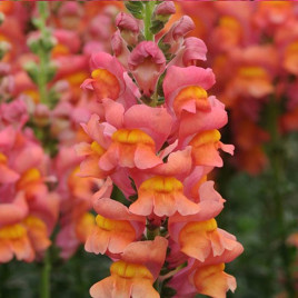 Потомак F1 plumblossom насіння антиринуму (Pan American)