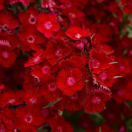 Свит F1 red семена гвоздики турецкой на срез 45-90см (Pan American)
