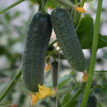 Баритон F1 семена огурца корнишона партенокарп. (Rijk Zwaan)