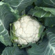 Перето F1 насіння капусти цвітної середньої 90-95 дн 15-25 кг біл (Rijk Zwaan)