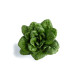Одона насіння салату тип Ромен зел. (Rijk Zwaan)