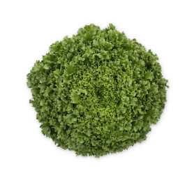 Гідролік насіння салату тип Айсберг листовий зел. (Rijk Zwaan)