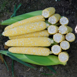 Кукурудза Онтаріо F1