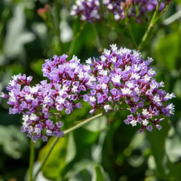 Індія насіння статиці переса 50-60 см (Benary)