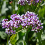 Индия семена статицы переса 50-60 см (Benary)