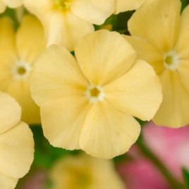 Б'юті yellow насіння флоксу Друммонда (W.Legutko)