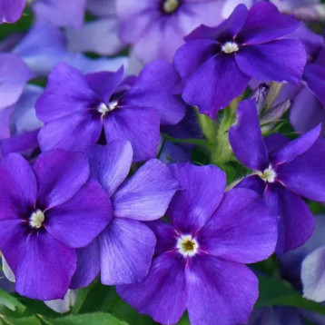 Б'юті blue насіння флоксу Друммонда (W.Legutko)