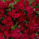 Бьюти crimson семена флокса Друммонда (W.Legutko)