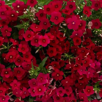 Бьюти crimson семена флокса Друммонда (W.Legutko)