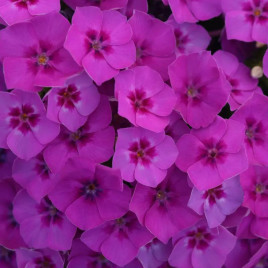 Бьюти violet семена флокса Друммонда (W.Legutko)