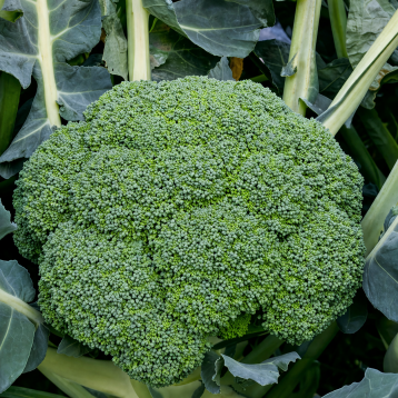 Квинта F1 семена капусты брокколи (Taki Seeds) 