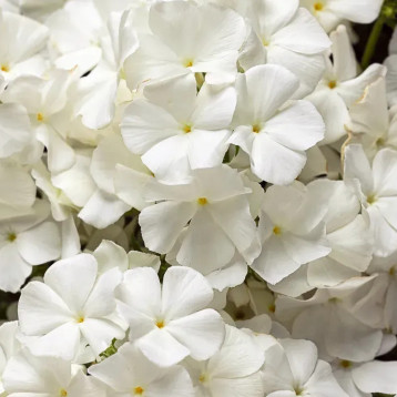 Бьюти white семена флокса Друммонда (W.Legutko)