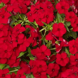 Бьюти scarlet семена флокса Друммонда (W.Legutko)