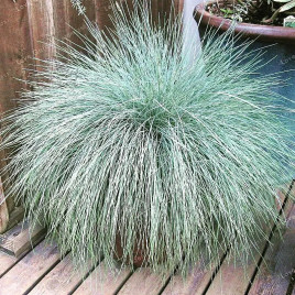 Серебрянная трава седая Spiky семена (Benary)