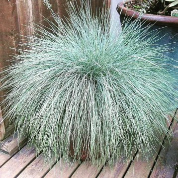 Серебрянная трава седая Spiky семена (Benary)