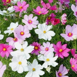 Вега смесь семена космеи 40-50 см (Hem Zaden)