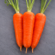 Амуріна F1 (ТСН-787) (калібр 20-22) насіння моркви Шантане середньої 105-108 дн 16-17 см (Takii Seeds)