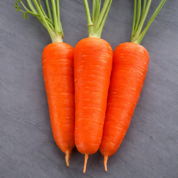 Амуріна F1 (ТСН-787) (калібр 16-18) насіння моркви Шантане середньої 105-108 дн 16-17 см (Takii Seeds)