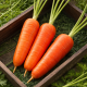 Амуріна F1 (ТСН-787) (калібр 16-18) насіння моркви Шантане середньої 105-108 дн 16-17 см (Takii Seeds)