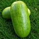 Чарльстон Грей семена арбуза (SAIS)