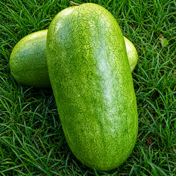 Чарльстон Грей семена арбуза (SAIS)