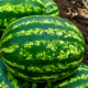 Кримсон Свит семена арбуза (Lark Seeds)