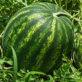 Найсі F1 (KS 638 F1) насіння кавуна (Kitano Seeds)