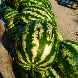 Галактика семена арбуза тип кр.св. среднего 75-80 дней 10-12 кг (BT Tohum)